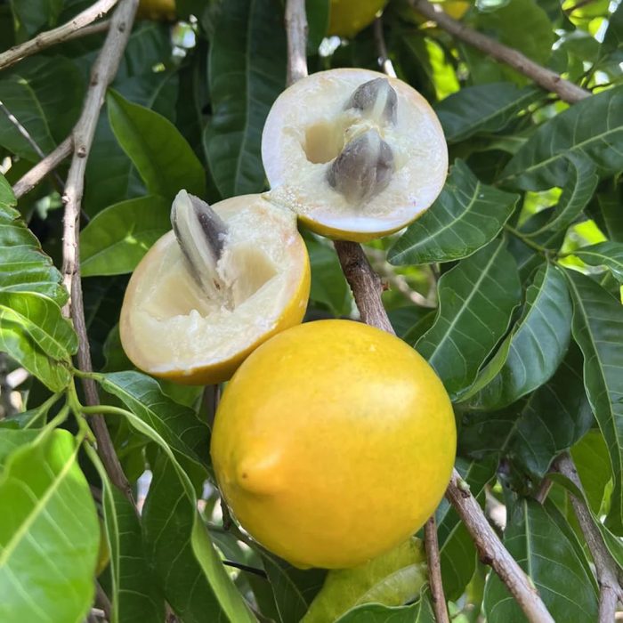 Abiu Fruit - Image 4