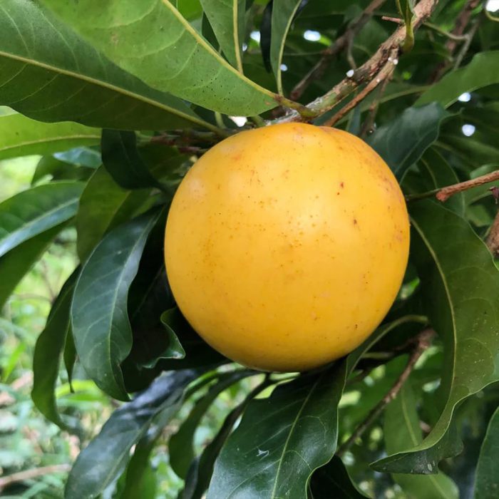 Abiu Fruit - Image 3