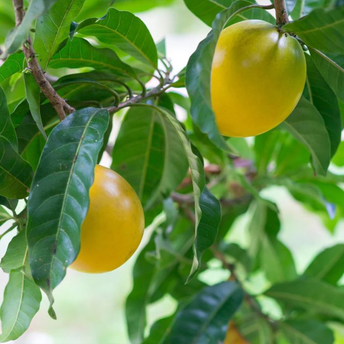 Abiu Fruit - Image 2