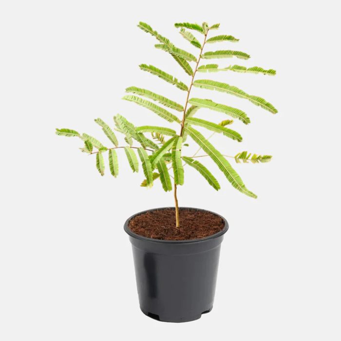 Amla / ఉసిరి(Grafted)