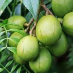 Amra Fruit / అడవి మామిడి(Grafted)