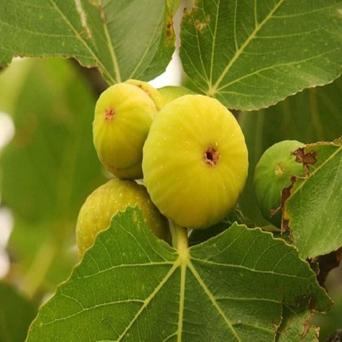 Anjeer yellow - Image 2