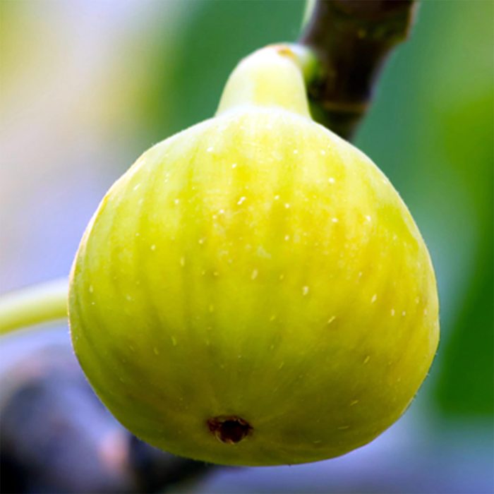 Anjeer yellow - Image 3