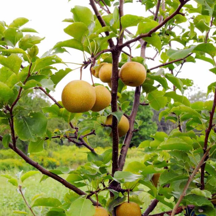 Asian Pear Plant / ఆసియా పియర్ మొక్కా(Grafted) - Image 3