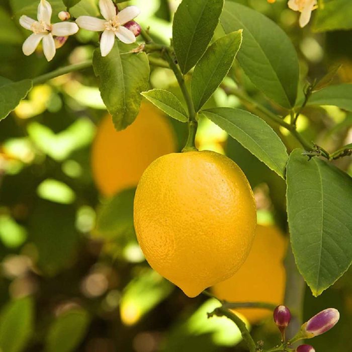 Balaji Lemon - Image 2