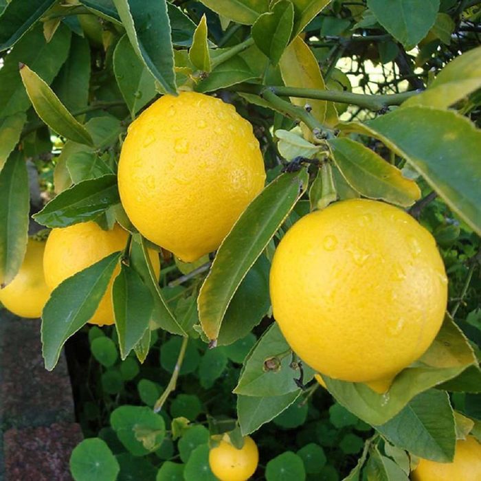 Balaji Lemon - Image 3