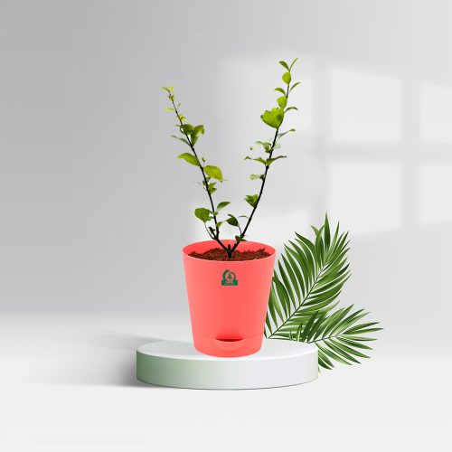 Barbados Cherry / బార్బడోస్ చెర్రీ(Grafted)