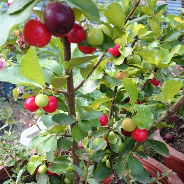 Barbados Cherry / బార్బడోస్ చెర్రీ(Grafted) - Image 2