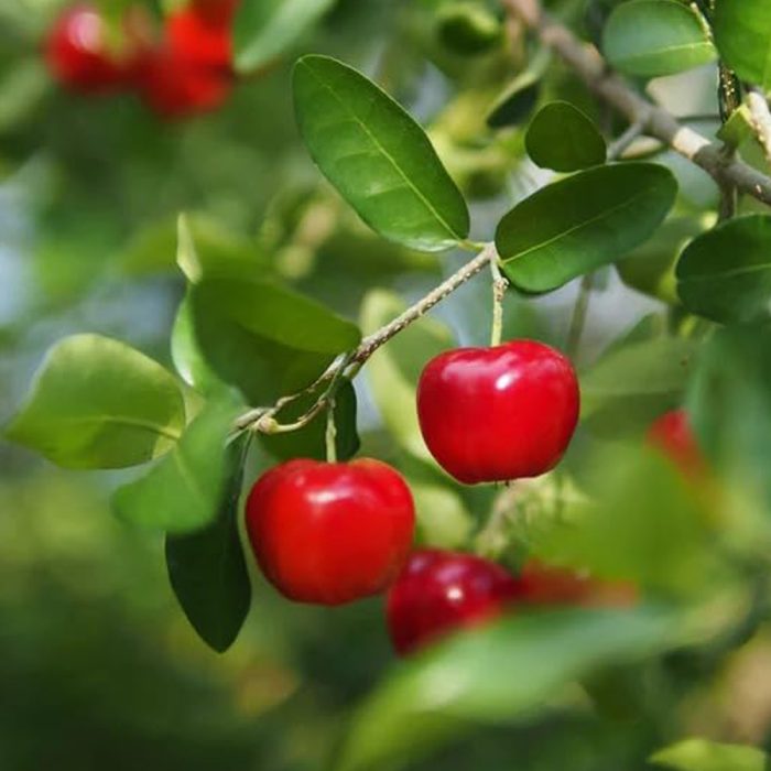 Barbados Cherry / బార్బడోస్ చెర్రీ(Grafted) - Image 3