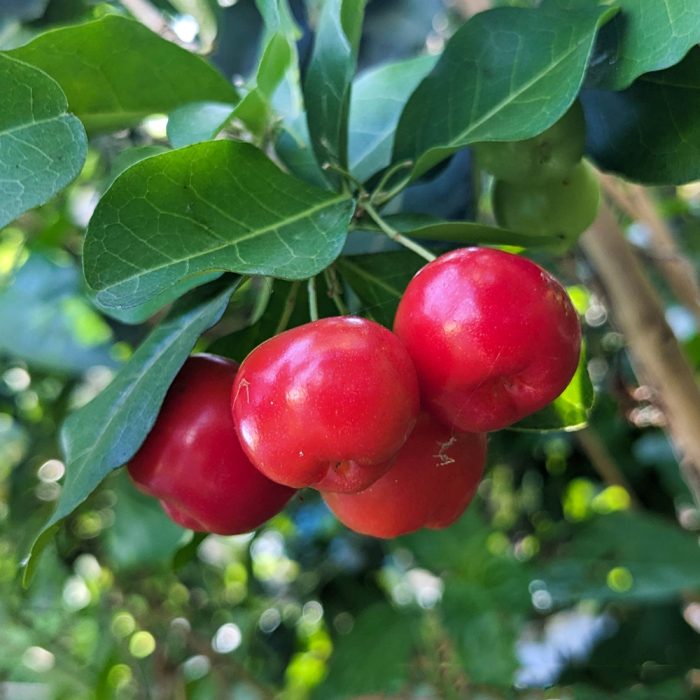 Barbados Cherry / బార్బడోస్ చెర్రీ(Grafted) - Image 4