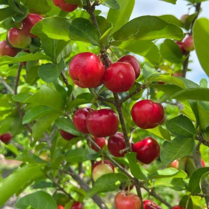 Barbados Cherry / బార్బడోస్ చెర్రీ(Grafted) - Image 5