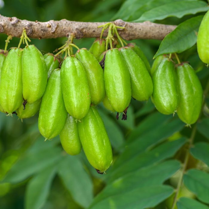 Bilimbi - Image 2