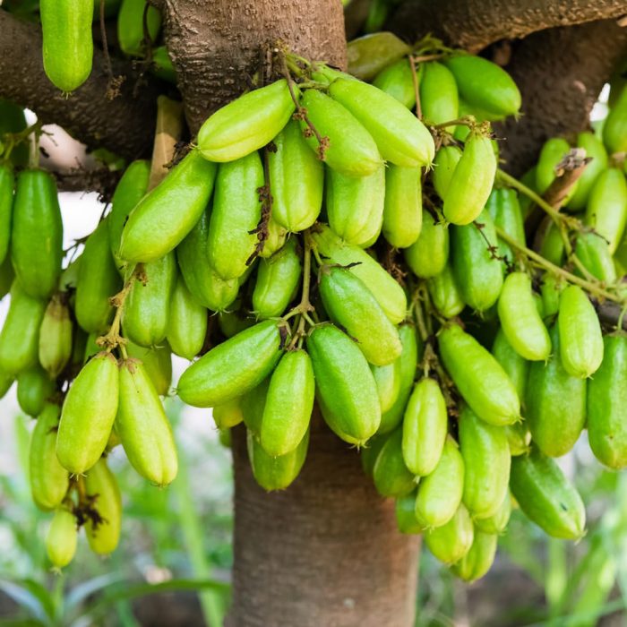Bilimbi - Image 3