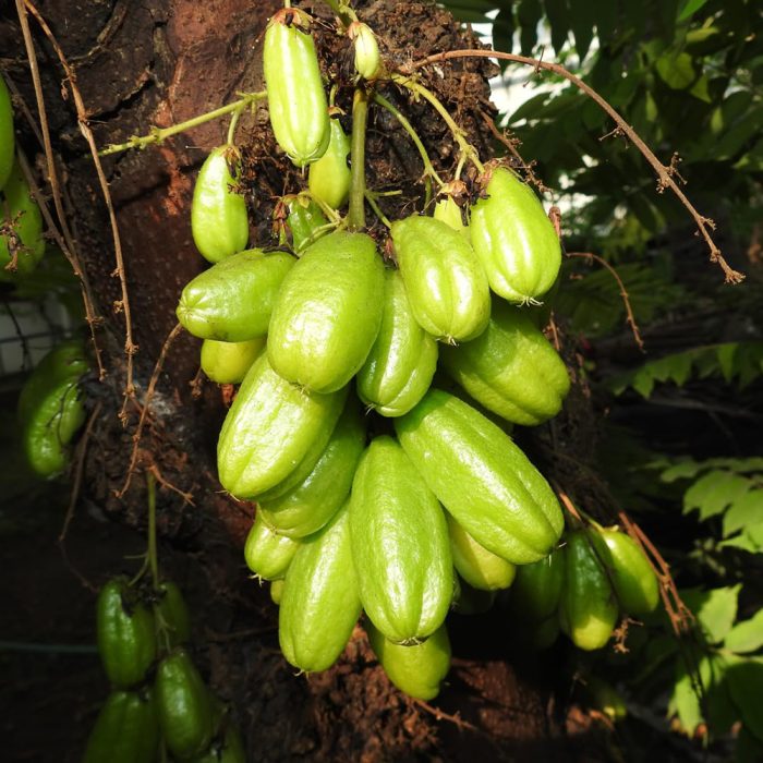 Bilimbi - Image 4