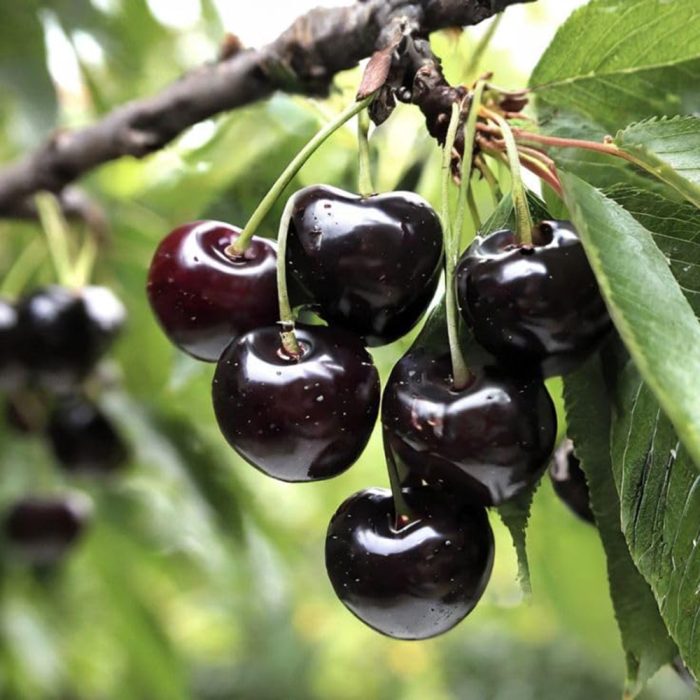 Black Cherry - Image 2