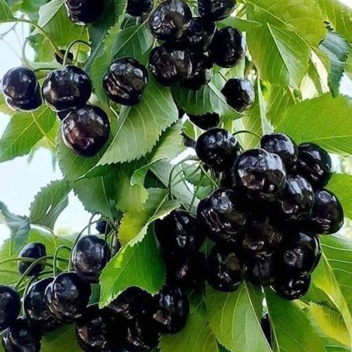 Black Cherry - Image 3