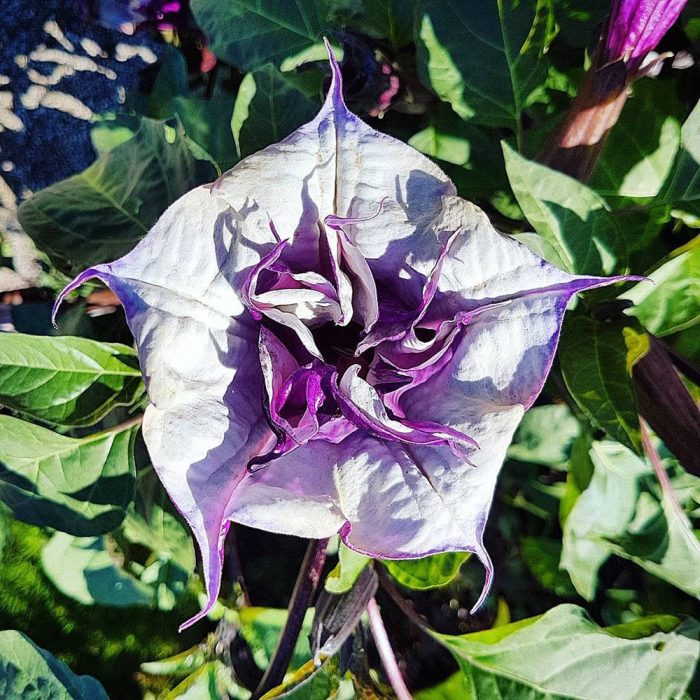 Black Datura - Image 2