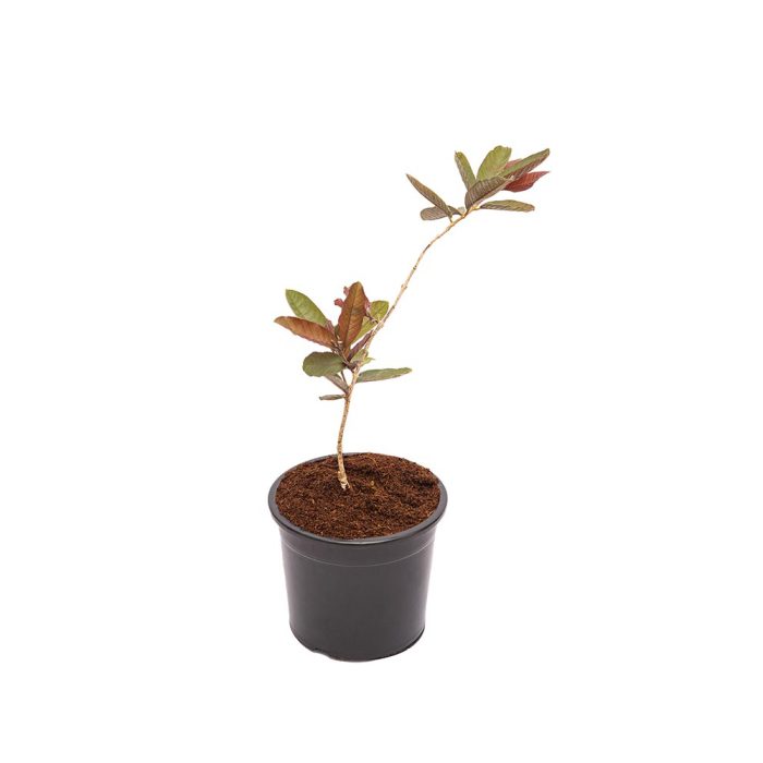 Black Guava / నల్ల జామ(Grafted)