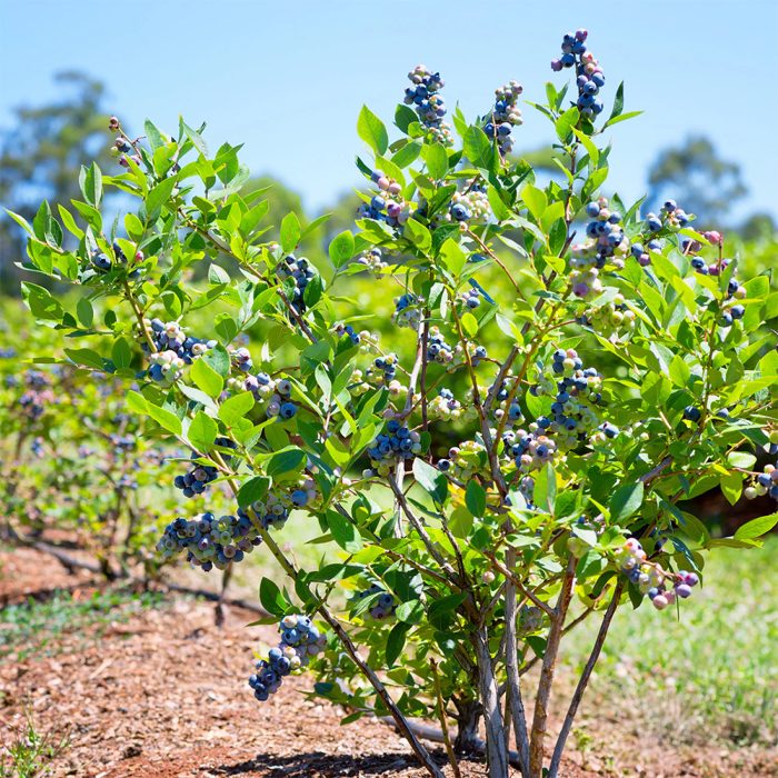 Blue Berry - Image 2