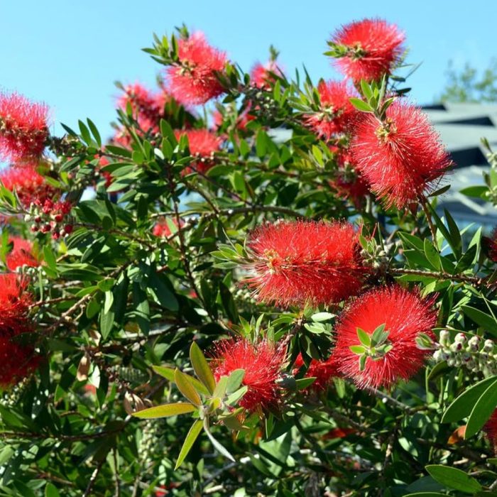 Bottle Brush Red - Image 2