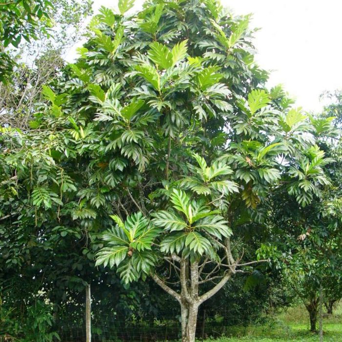 Bread Fruit - Image 2