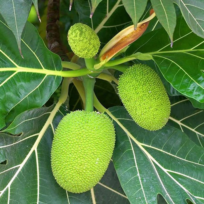 Bread Fruit - Image 3