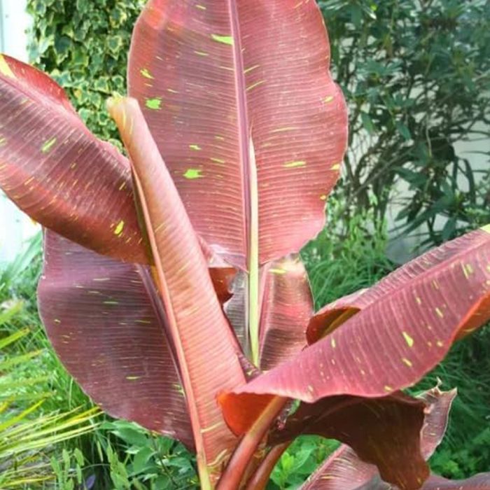Chakkarakeli Red Banana - Image 3