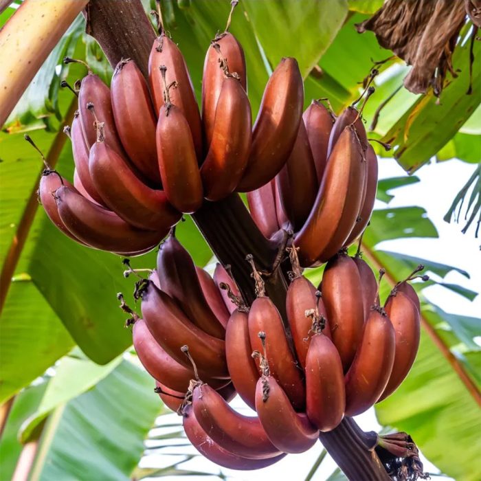 Chakkarakeli Red Banana - Image 2