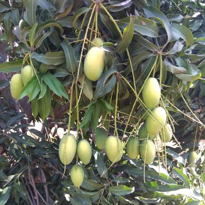 Cheruku Rasal Mango - Image 2