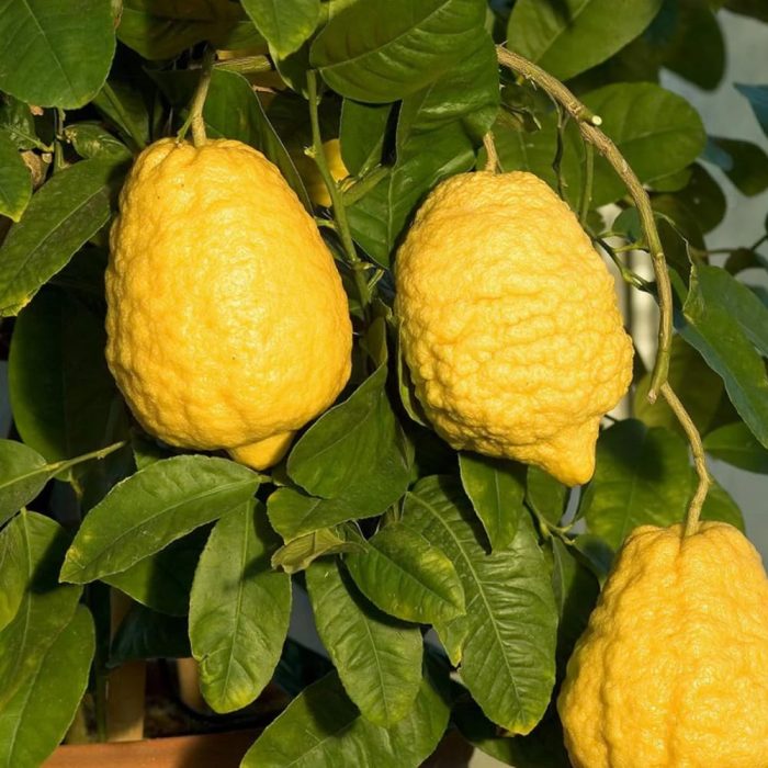 Citron fruit / దబ్బకాయ(Grafted) - Image 2