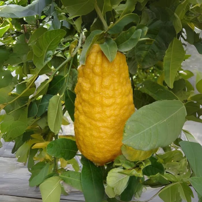 Citron fruit / దబ్బకాయ(Grafted) - Image 3