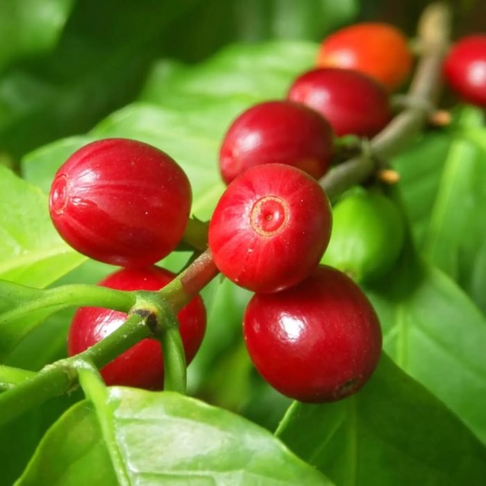 Coffee Plant - Image 2