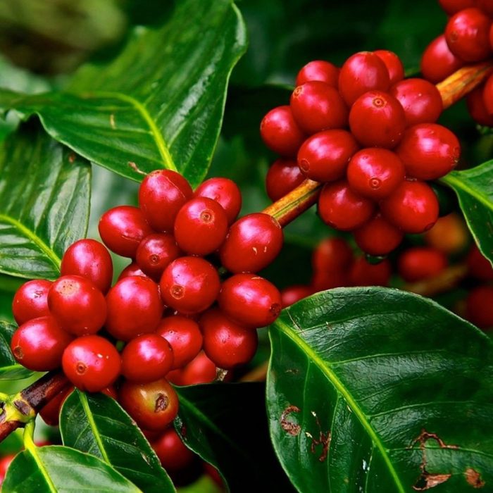 Coffee Plant - Image 3
