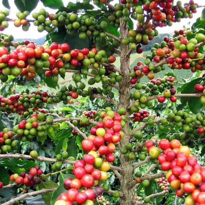 Coffee Plant - Image 4