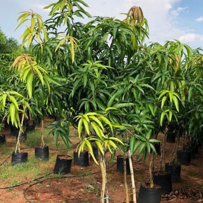 Dasheri Mango Plant / దాశేరి మామిడి(Grafted) - Image 2
