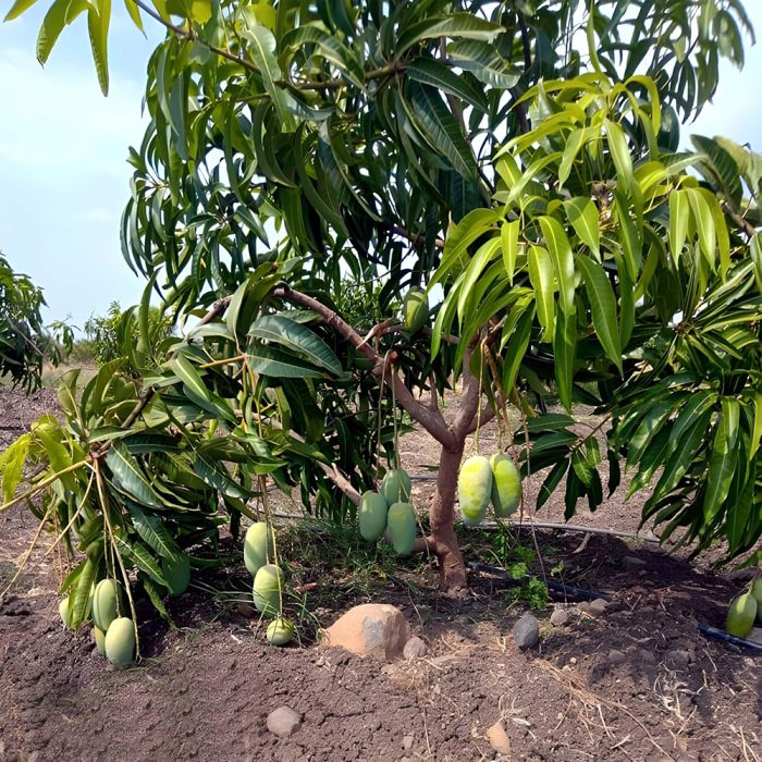 Dasheri Mango Plant / దాశేరి మామిడి(Grafted) - Image 3