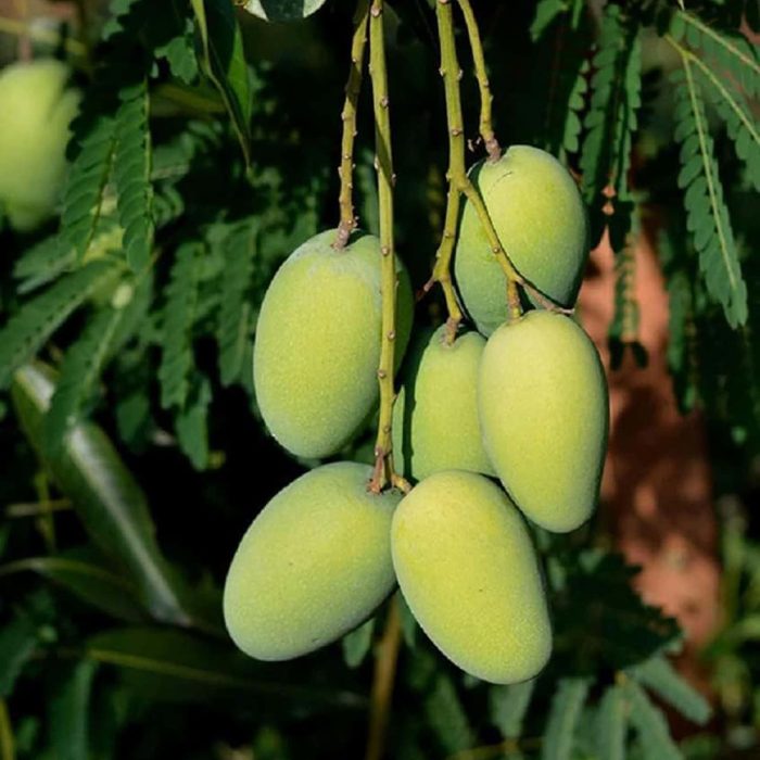 Dasheri Mango Plant / దాశేరి మామిడి(Grafted) - Image 4