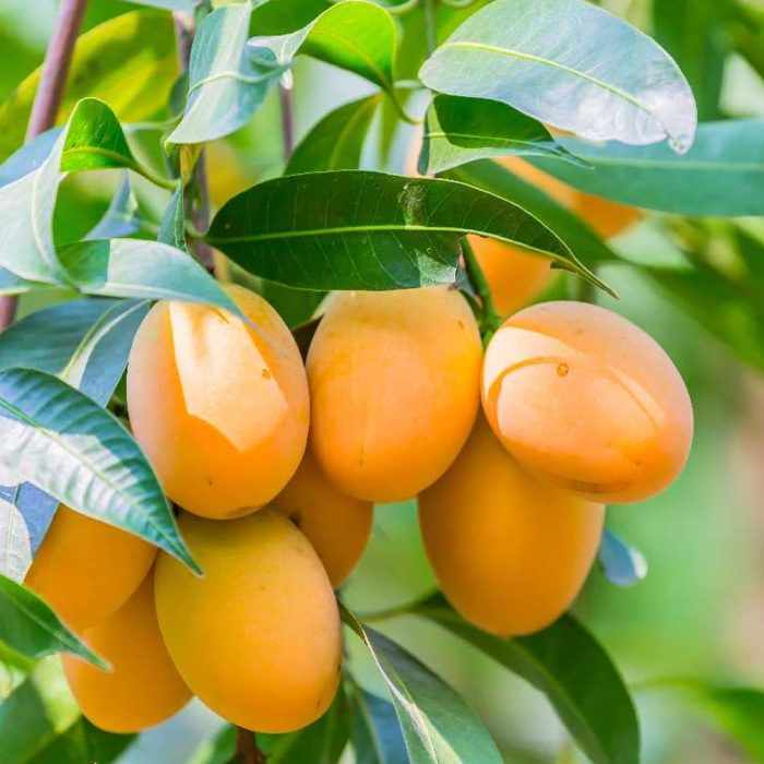 Dasheri Mango Plant / దాశేరి మామిడి(Grafted) - Image 5