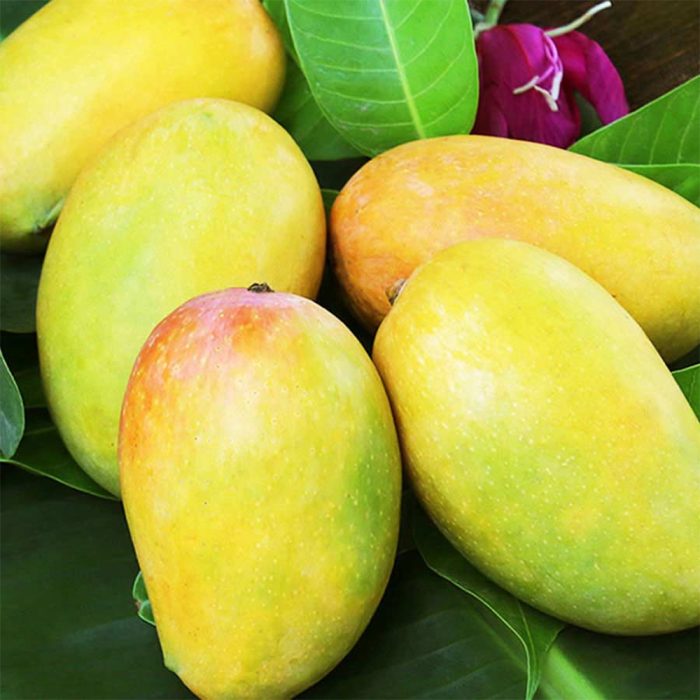 Dasheri Mango Plant / దాశేరి మామిడి(Grafted) - Image 6