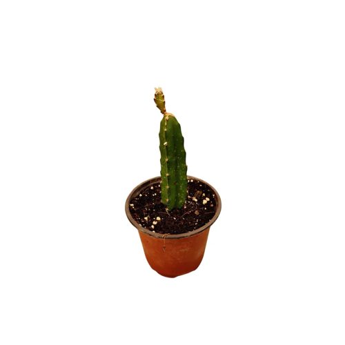 Dragon fruit [yellow]