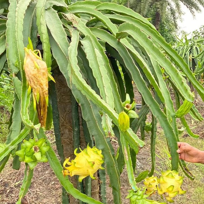Dragon fruit [yellow] - Image 2