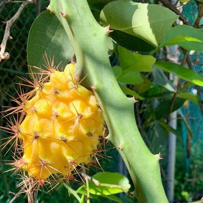 Dragon fruit [yellow] - Image 3
