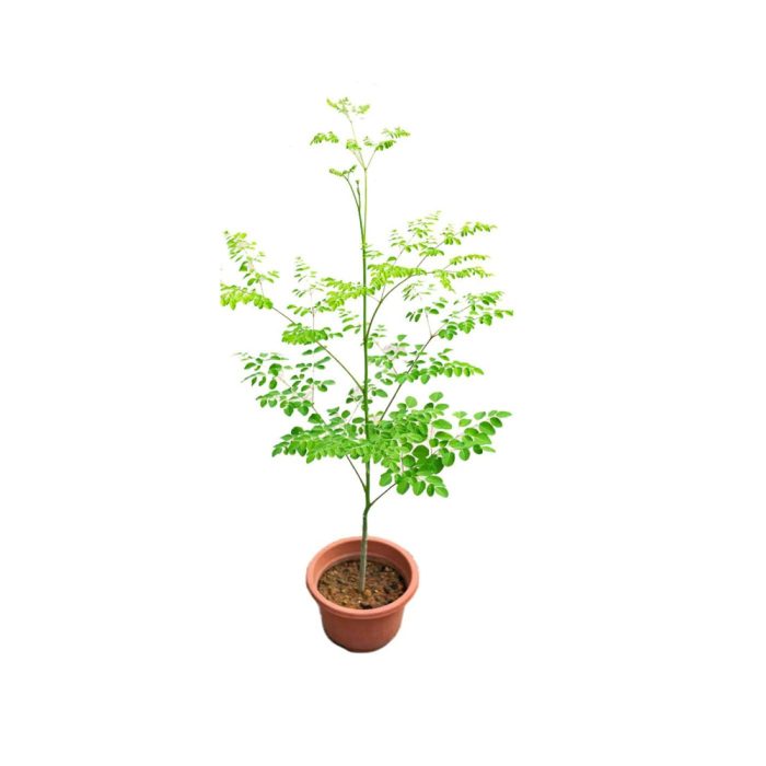 Drumstick Plant Grafted