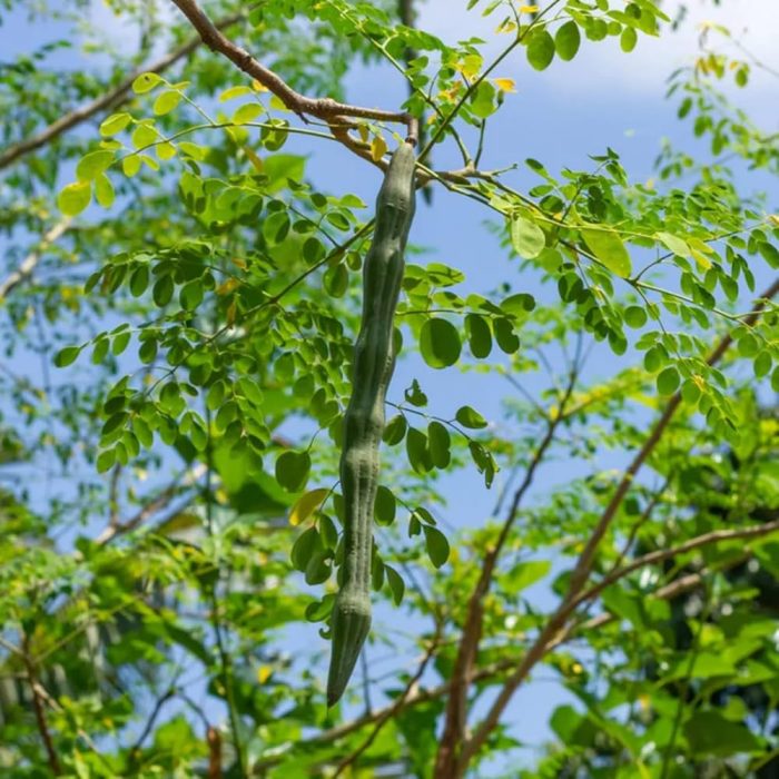Drumstick Plant Grafted - Image 2