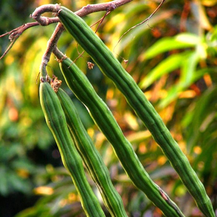 Drumstick Plant Grafted - Image 3