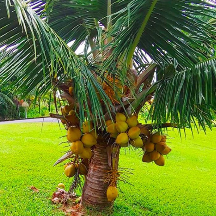 Dwarf Coconut Cylone