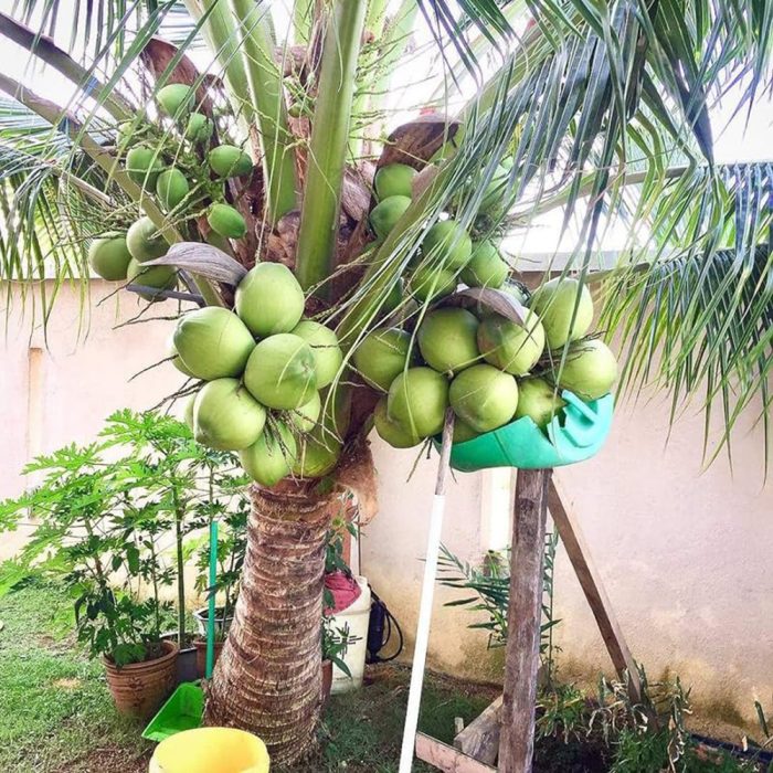 Dwarf Coconut Cylone - Image 2