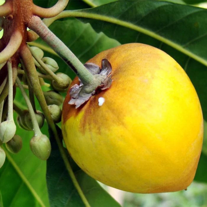 Egg Fruit - Image 3