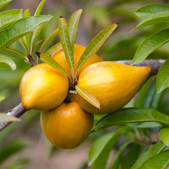 Egg Fruit - Image 4