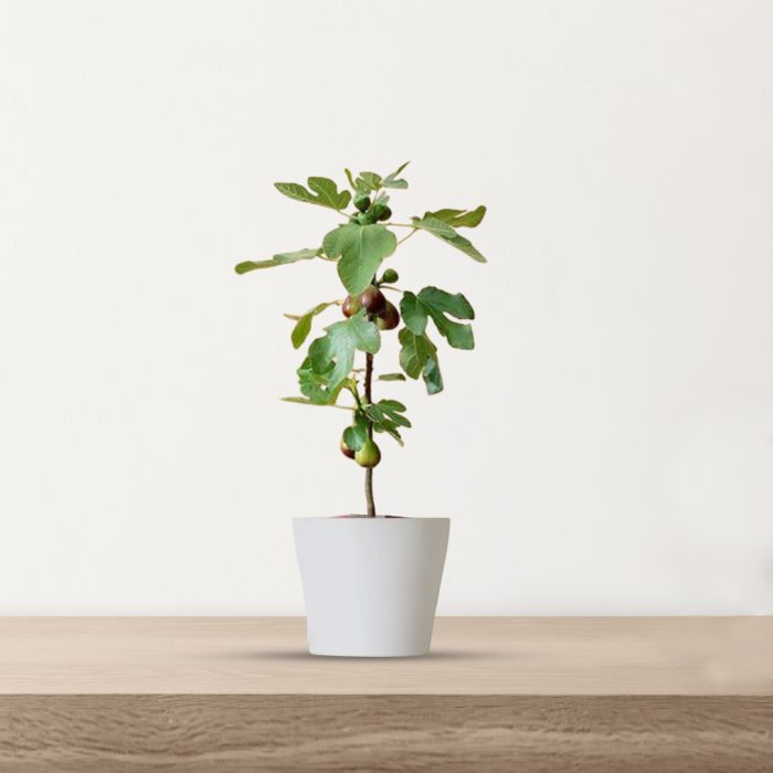 Fig Fruit / అంజీర్ పండు(Grafted)